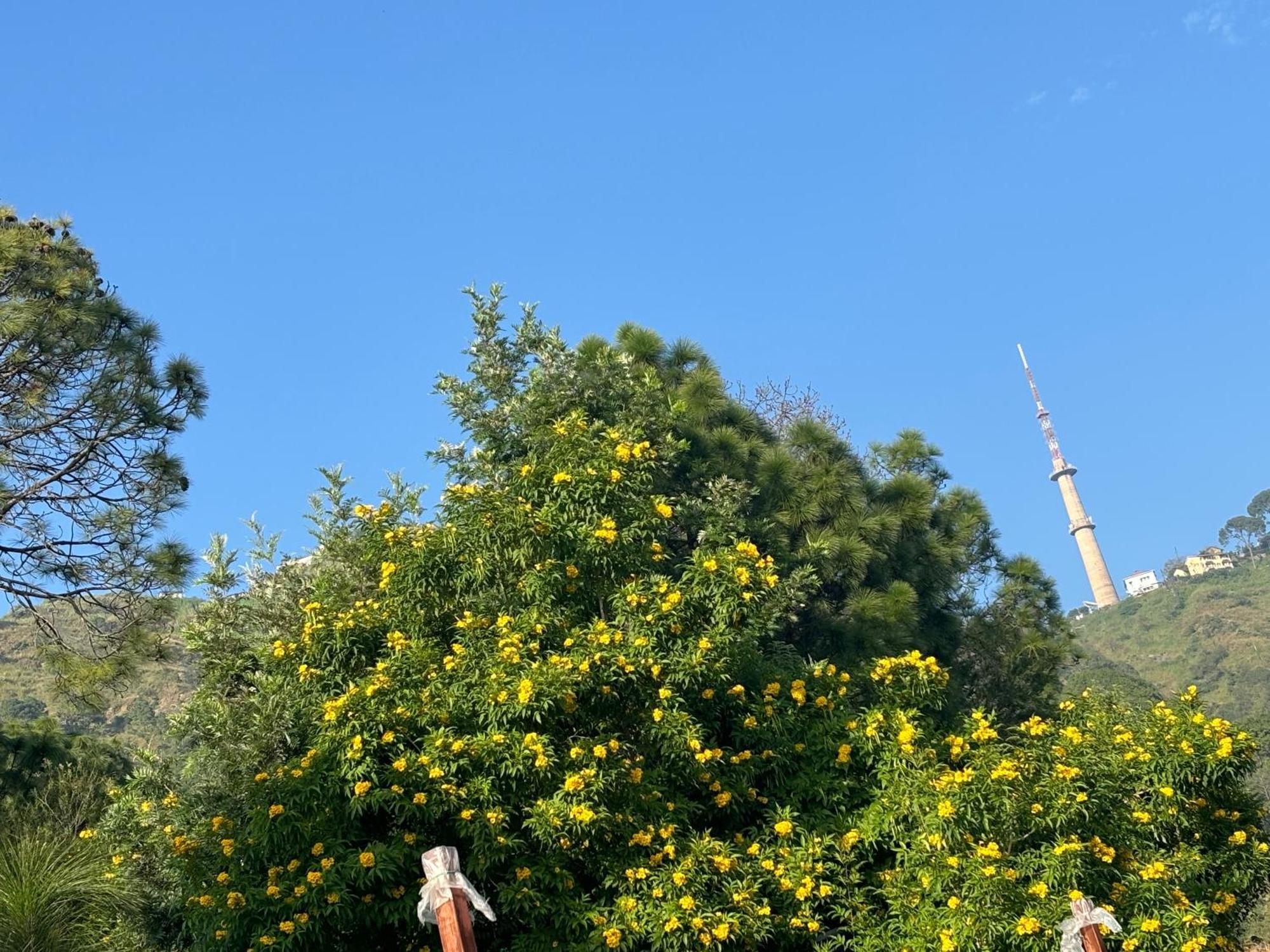 Panormic View By The North Edge Apartment Kasauli Exterior photo